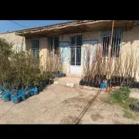 فروش انواع نهال اصلاح نژاد شده در لشکر