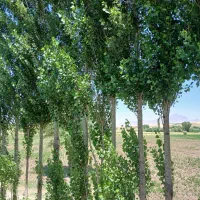 طبیعت گردی