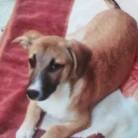 گم شدن سگ|حیوانات|کاشمر, |دیوار