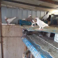 تعدادی کبوتر|پرنده|نیشابور, مدرس|دیوار