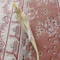 عروس هلندی لوتینو زعفرانی فروش فوری