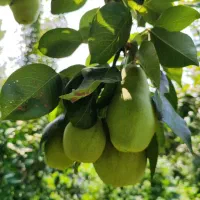 خوج گلابی