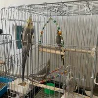 عروس هلندی مولد با جوجه