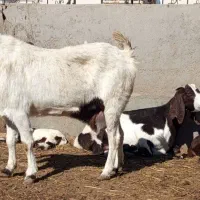 بز با بزغاله