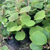 نهال کیوی هاروارد طلایی