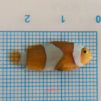 انواع دلقک ماهی آبشور|ماهی|تهران, جوادیه تهرانپارس|دیوار