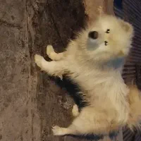 سگ ساموید اصیل حرف گوش کن و باهوش