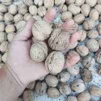 گردو درجه 1امسالی پرچرب و مغز سفید