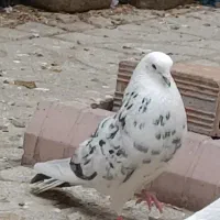 نر پرشی ضمانتی