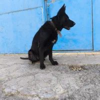 سگ ژرمن|سگ|محمدشهر, محمدشهر|دیوار