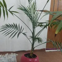 پتوس و انواع گیاهان اپارتمانی|گل و گیاه طبیعی|بندر ماهشهر, |دیوار