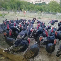 بوقلمون گوشتی