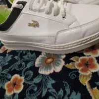 کفش لاگوست|کیف، کفش، کمربند|مشهد, آبکوه|دیوار