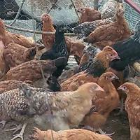 قفس ۳ طبقه پرندگان|لوازم جانبی حیوانات|خرمآباد (تنکابن), |دیوار