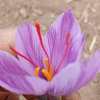 زعفران کشاورز|خوردنی و آشامیدنی|تهران, یافت آباد جنوبی|دیوار