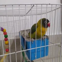 طوطی کوتوله نر زیبا معاوضه با یک کوتوله نر بالغ|پرنده|تایباد, |دیوار