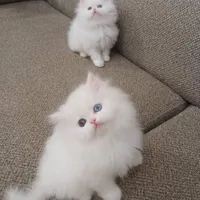 گربه های لوکس iran cats|گربه|کیش, |دیوار