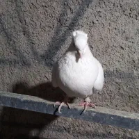 کفتر سفید ماده|پرنده|تهران, مشیریه|دیوار