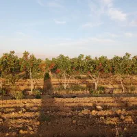 باسلام باغ پسته به فروش  سروستان