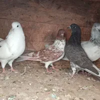 کفتر پرشی غریبگیری