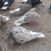 کبوتر پرنده۳۵عدد دمسفید ۱۷۰۰تومن جفتی