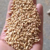 گندم محلی درجه یک
