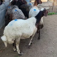 5راس میش آبستن سونوشدن|حیوانات مزرعه|سیمین شهر, |دیوار