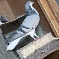 کبوتر بدرنگ نر