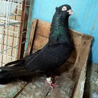 زاغ نر|پرنده|مسجد سلیمان, |دیوار