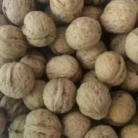 گردوی کاغذی پوست نازک