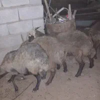 ۱۳ راس میش وشیشک بره نرو ماده