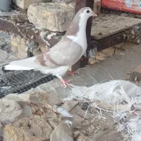 دمگیر بدرنگ|پرنده|زیباشهر, |دیوار