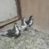 یک جفت پلاس ویک دونه مقلف هست