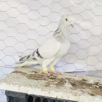 شامی دم سفیدـ سرکه ای دم سفید ـ سرخ دم سفید...|پرنده|قزوین, |دیوار