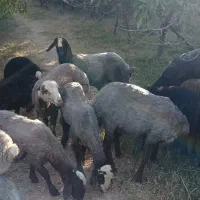 بره سفید صادراتی. میش گوسفند بز بزغاله