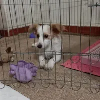 سگ واگذاری اشپیتز تریر