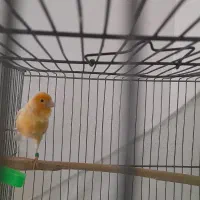 نر سرخ شلاقی|پرنده|مشهد, شهرک مهر آباد|دیوار