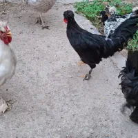 خروس سلطان 7 ماهه|حیوانات مزرعه|اردکان, |دیوار