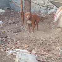 واگذاری توله پیت بول|سگ|کوهسار (البرز), |دیوار