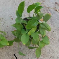 گلهای طبیعی زیبا|گل و گیاه طبیعی|مرند, |دیوار