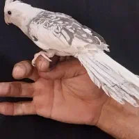 دوتا عروس هلندی معاوضه|پرنده|دورود, |دیوار