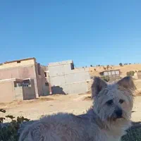سگ نره  پاکوتاه خانگی
