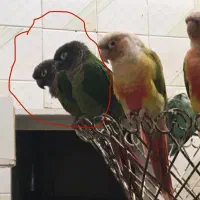 قناری و طوطی گرینچیک|پرنده|یزد, |دیوار