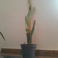 گل کاکتوس|گل و گیاه طبیعی|ساروق, |دیوار