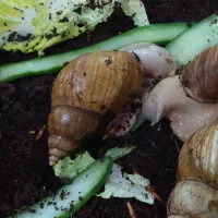 حلزون|خزنده|تهران, یافتآباد|دیوار