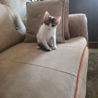 واگذاری گربه