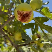 فروش-خانه-باغ-1000-متر-در-جلیل-آباد-گرمسار