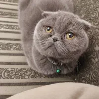 گربه اسکاتیش فولد ماده|گربه|تهران, گلستان (شهرک راه آهن)|دیوار