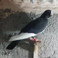 کفتر|پرنده|مشهد, الهیه|دیوار