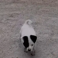 توله شیتزو کراس